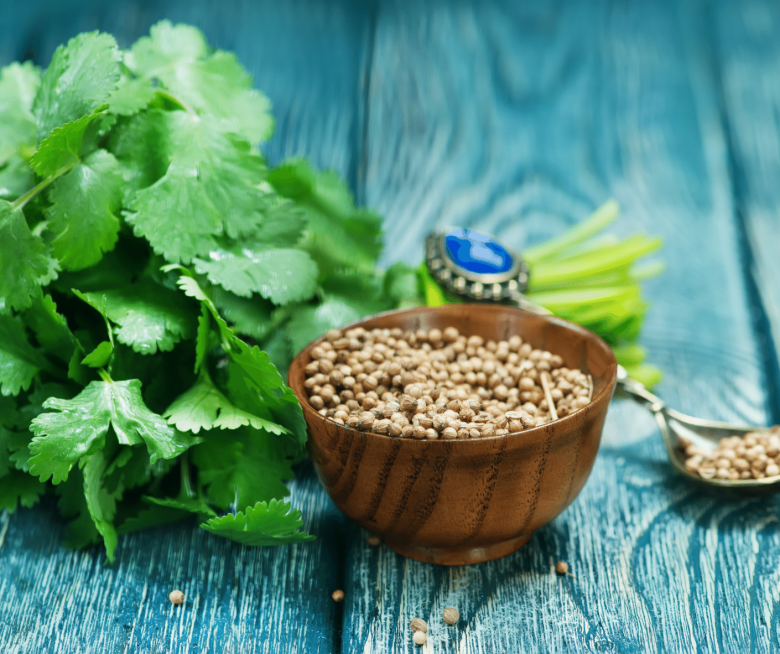 Koriander | indisch kochen